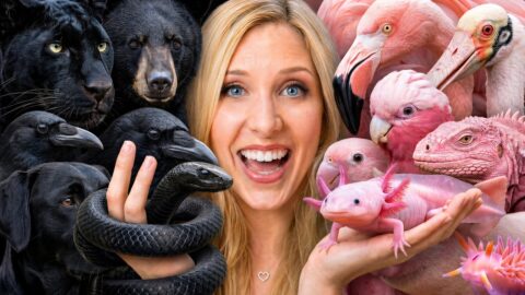 I Adopted Black vs Pink Animals! – EXTENDED