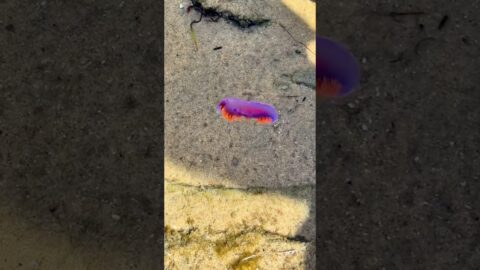 What I Found in the Tide Pools Blew My Mind! 🐟 🦀